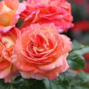 Designer Sunset Rose (Rosa Designer Sunset) 1